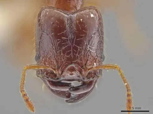 Pheidole rhytifera specimen CASENT0636925 image casent0636925_2