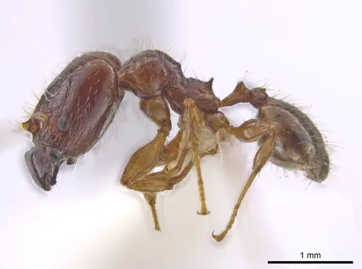 Pheidole rhytifera specimen CASENT0636925 image casent0636925_3