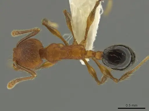 Pheidole rima specimen CASENT0633307 image casent0633307_1