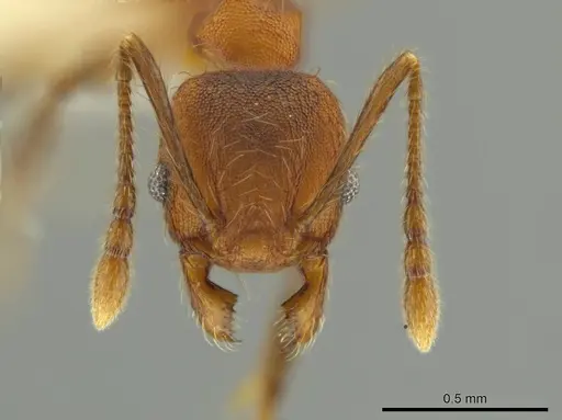 Pheidole rima specimen CASENT0633307 image casent0633307_2