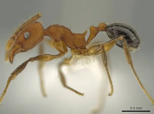 Pheidole rima specimen CASENT0633307 image casent0633307_3