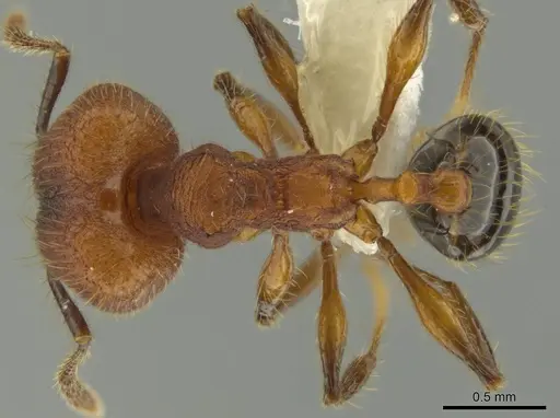 Pheidole rima specimen CASENT0633308 image casent0633308_1