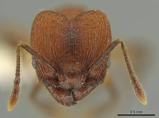 Pheidole rima specimen CASENT0633308 image casent0633308_2