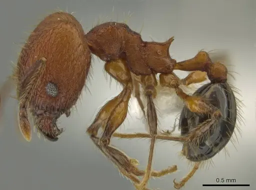 Pheidole rima specimen CASENT0633308 image casent0633308_3