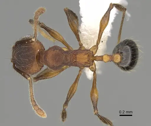 Pheidole rima specimen CASENT0646693 image casent0646693_1