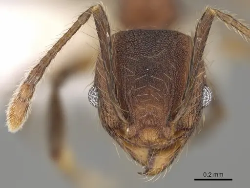Pheidole rima specimen CASENT0646693 image casent0646693_2