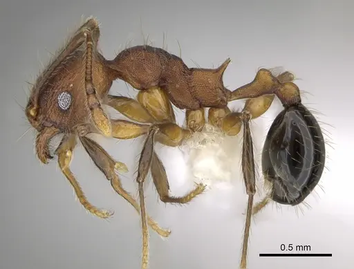 Pheidole rima specimen CASENT0646693 image casent0646693_3