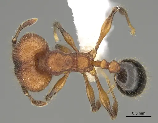 Pheidole rima specimen CASENT0646694 image casent0646694_1