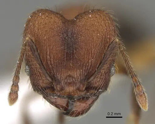 Pheidole rima specimen CASENT0646694 image casent0646694_2