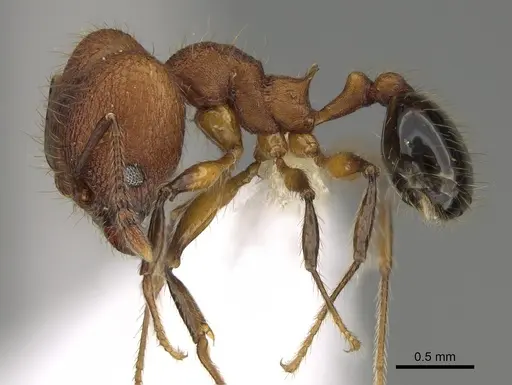 Pheidole rima specimen CASENT0646694 image casent0646694_3