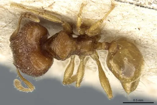 Pheidole rinae specimen CASENT0904259 image casent0904259_1