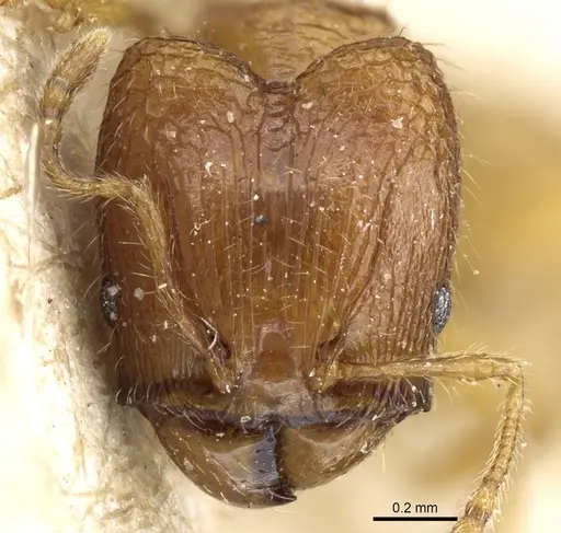 Pheidole rinae specimen CASENT0904259 image casent0904259_2