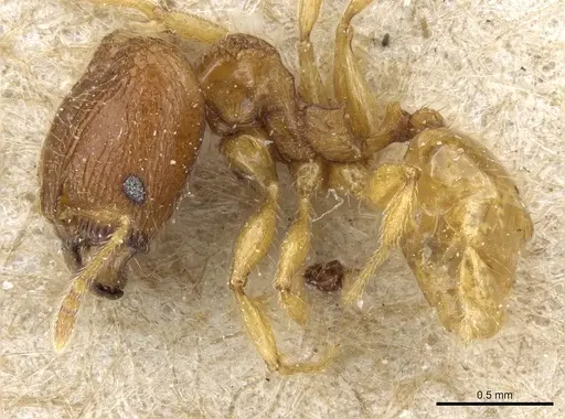 Pheidole rinae specimen CASENT0904259 image casent0904259_3
