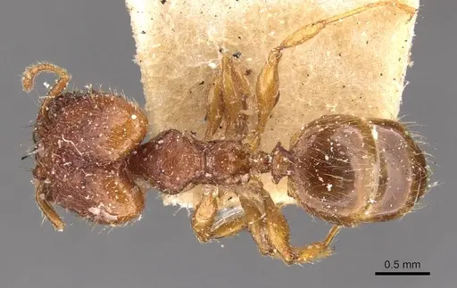 Pheidole risii specimen CASENT0908198 image casent0908198_1