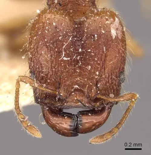 Pheidole risii specimen CASENT0908198 image casent0908198_2