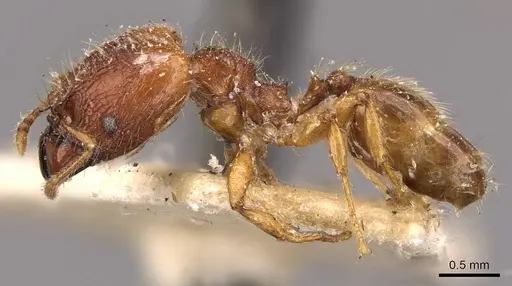 Pheidole risii specimen CASENT0908198 image casent0908198_3