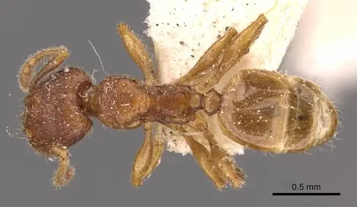 Pheidole risii specimen CASENT0908199 image casent0908199_1