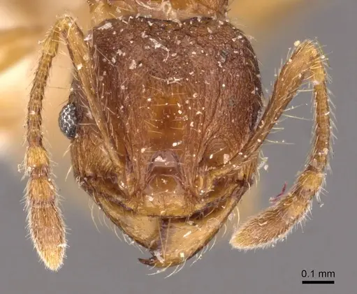 Pheidole risii specimen CASENT0908199 image casent0908199_2