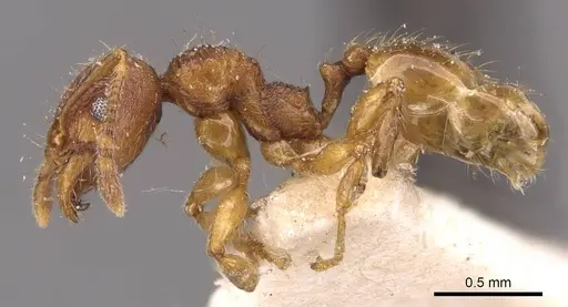Pheidole risii specimen CASENT0908199 image casent0908199_3