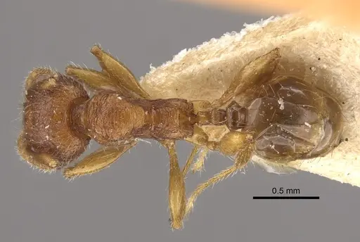 Pheidole risii specimen CASENT0917783 image casent0917783_1