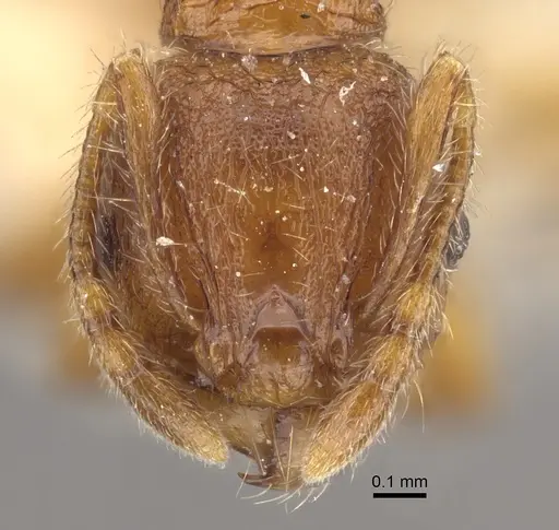 Pheidole risii specimen CASENT0917783 image casent0917783_2