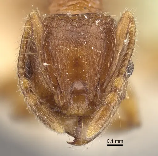 Pheidole risii specimen CASENT0917783 image casent0917783_3