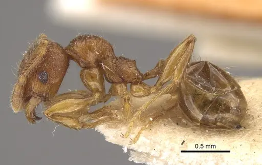 Pheidole risii specimen CASENT0917783 image casent0917783_4