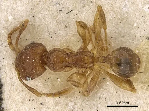 Pheidole risii specimen CASENT0922215 image casent0922215_1