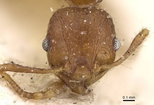 Pheidole risii specimen CASENT0922215 image casent0922215_2