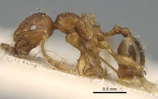 Pheidole risii specimen CASENT0922215 image casent0922215_3