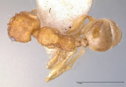 Pheidole risii specimen FOCOL0623-1 image focol0623-1_1