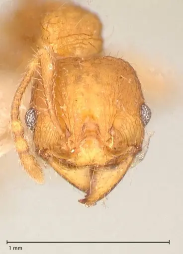 Pheidole risii specimen FOCOL0623-1 image focol0623-1_2