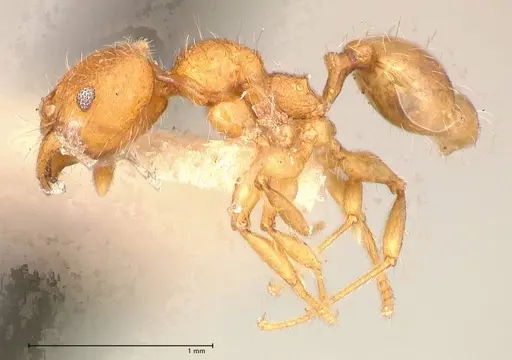 Pheidole risii specimen FOCOL0623-1 image focol0623-1_3
