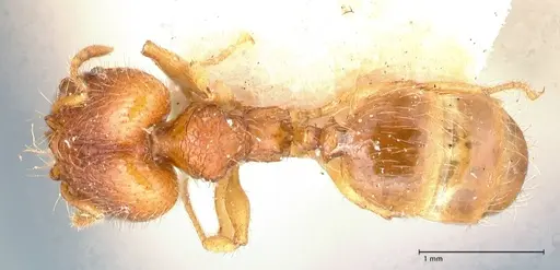 Pheidole risii specimen FOCOL0623-2 image focol0623-2_1