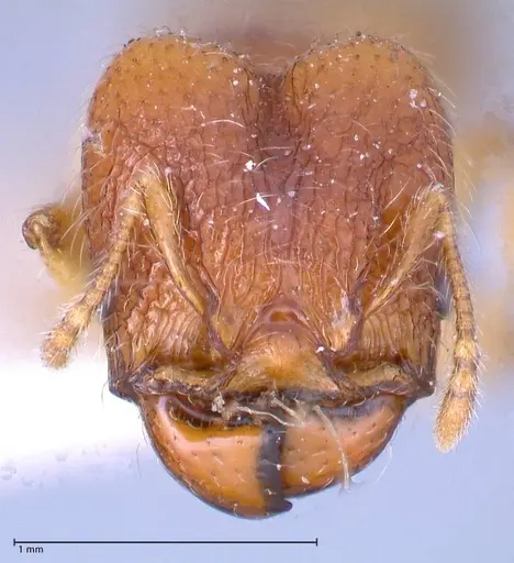 Pheidole risii specimen FOCOL0623-2 image focol0623-2_2