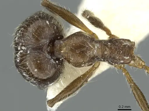 Pheidole riveti specimen CASENT0913420 image casent0913420_1