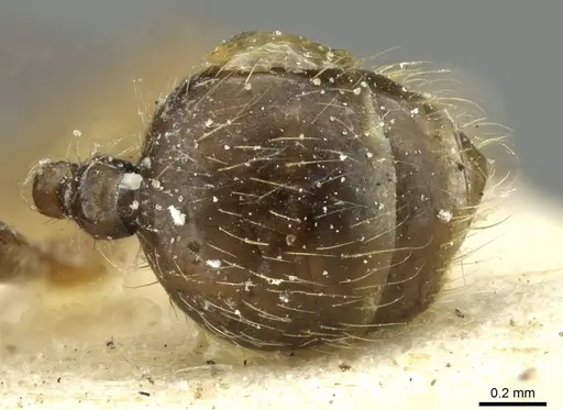 Pheidole riveti specimen CASENT0913420 image casent0913420_2