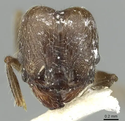Pheidole riveti specimen CASENT0913420 image casent0913420_3