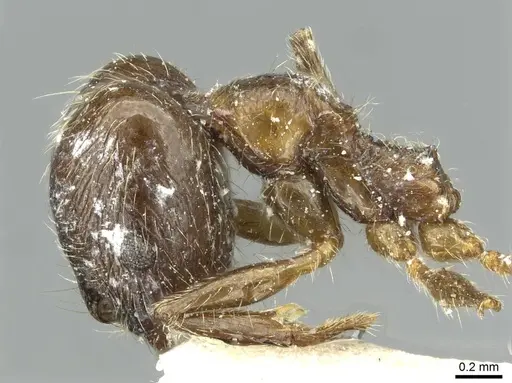 Pheidole riveti specimen CASENT0913420 image casent0913420_4