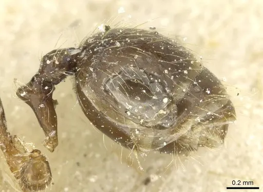 Pheidole riveti specimen CASENT0913420 image casent0913420_5
