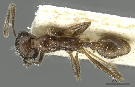 Pheidole riveti specimen CASENT0913421 image casent0913421_1