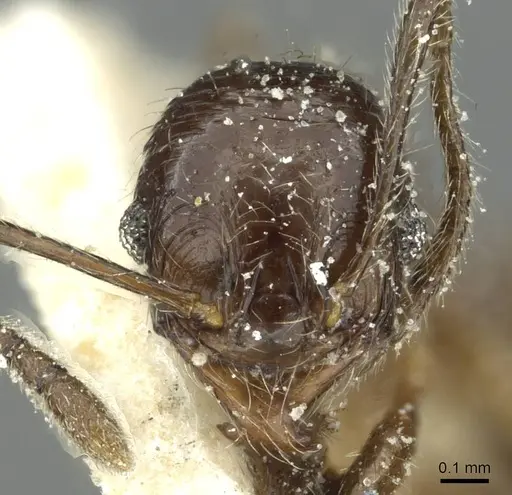Pheidole riveti specimen CASENT0913421 image casent0913421_2