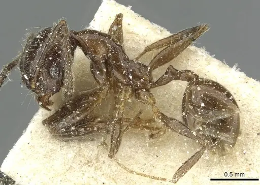 Pheidole riveti specimen CASENT0913421 image casent0913421_3