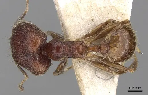 Pheidole roberti specimen CASENT0281667 image casent0281667_1