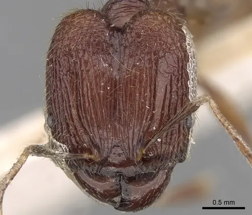 Pheidole roberti specimen CASENT0281667 image casent0281667_2