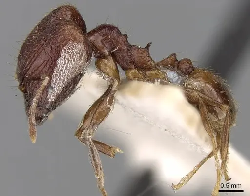 Pheidole roberti specimen CASENT0281667 image casent0281667_3