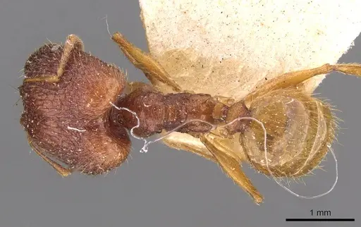 Pheidole roberti specimen CASENT0907945 image casent0907945_1