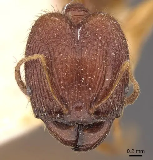 Pheidole roberti specimen CASENT0907945 image casent0907945_2