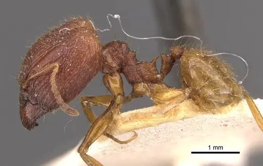 Pheidole roberti specimen CASENT0907945 image casent0907945_3