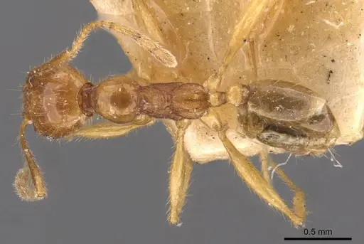 Pheidole roberti specimen CASENT0907946 image casent0907946_1